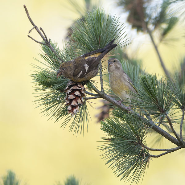Kirjosiipikäpylintu, Two-barred Crossbill, Loxia leucoptera